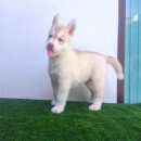 ไซบีเรียนฮัสกี้สายเลือดอเมริกาแชมป์