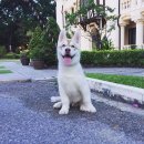 แบ่งขายลูกไซบีเรียนสายเลือดอเมริกาแชมป์จากคอกดัง