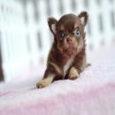 น้องเอลซ่า เพศเมียสีชอคแทนขนยาวสุดน่ารัก 