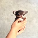 ทีคัพชิวาวาสีชอคแทนสุดน่ารัก