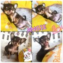 **T-CUP** น้องแองจี้ เพศเมียขนยาวสีชอคแทน น่ารักมากๆๆๆ