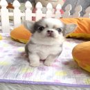 ★^-^*★ WWW.WOWWCHIHUAHUA.COM ★^-^*★." น้องเมอแรงก์" ชิวาวาเพศเมีย ขนยา...
