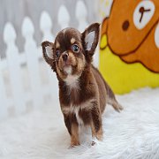★^-^*★ WWW.WOWWCHIHUAHUA.COM ★^-^*★." น้องจูจุ๊บ" ชิวาวาเพศเมีย ขนยาว...