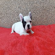 เฟร้นบลูด็อก เพศเมีย พร้อมย้ายบ้าน