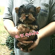 ลูกยอร์ท หนุ่มน้อย หาบ้านจ้า เพ็ดเต็ม วัดซีนแล้ว