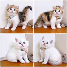 แมว สก๊อตติสโฟร์ สายพันธุ์แท้ คุณภาพ