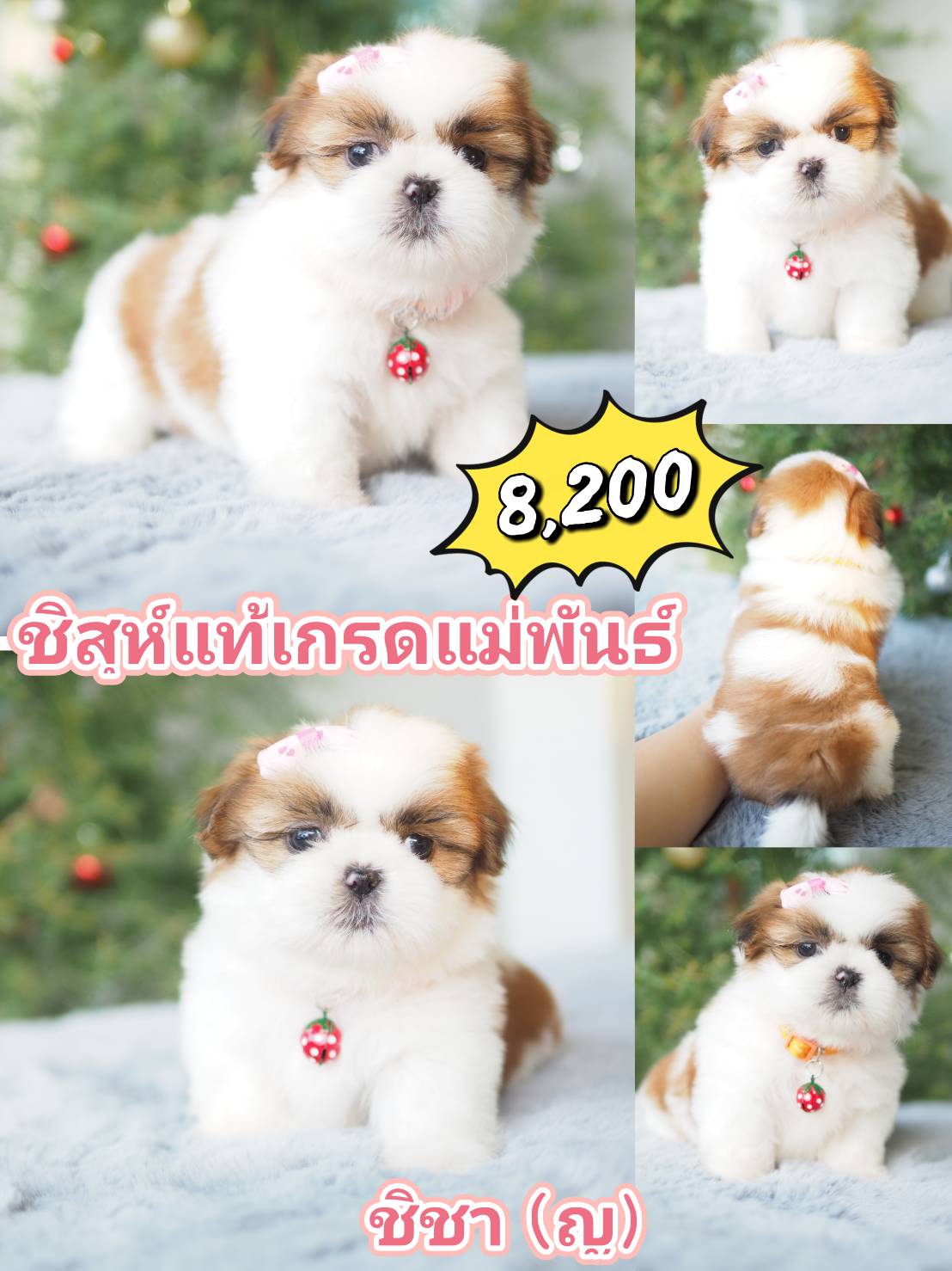 กิ๊ฟซ่า มาแล้ว ลดได้