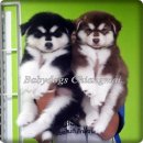 ไซฮัสน้อย สไตด์ขนยาว สายเลือดอลาสกันเปิดจำหน่ายครับ (มีคลิป)