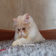 เปิดขาย พร้อมย้ายบ้าน ลูกแมวเปอร์เซีย ครีม เพศหญิง อายุ 3 เดือน