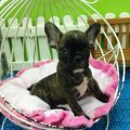 ขายลูกสุนัข French Bulldog สายอเมริกา (N’ DATA)