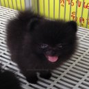  ขายน้อง ปอมเมเรเนี่ยน Pomeranian สีดำ 