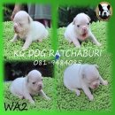  เปิดจอง น้องเฟรนบูลด็อก สายAM.CH.