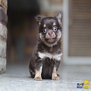 (MOONBRIGHT KENNEL) ด.ช.เจได ชิวาวาสีช็อคขนยาวขนฟู มีใบเพด ราคาเบาๆ 