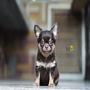 (MOONBRIGHT KENNEL) ด.ช.เจได ชิวาวาสีช็อคขนยาว ตัวกลมๆ มีใบเพด ราคาเบาๆ 