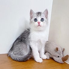 ขายแมวสก๊อตติสโฟร์ สายพันธ์พันแท้ คุณภาพ