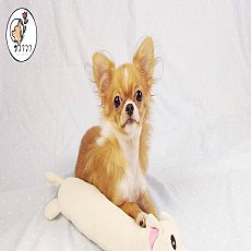 ดช.หมูยอง