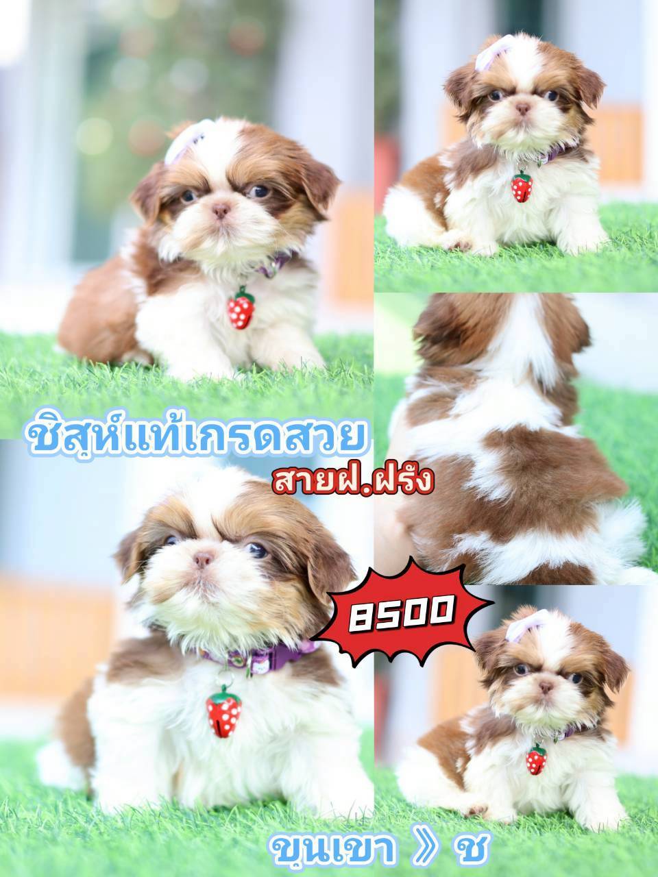Kibzaa Shihtzu