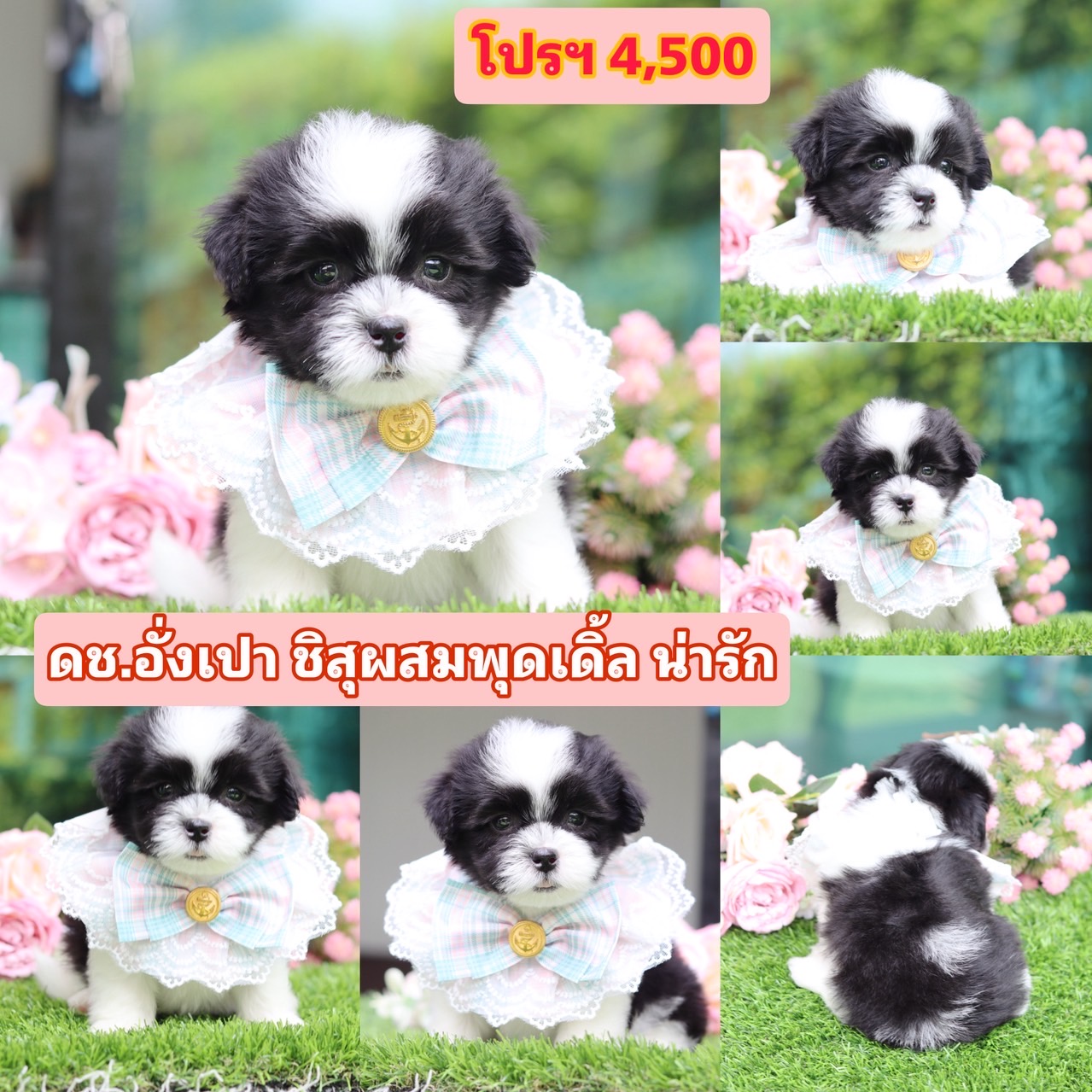 ชิสุผสมพุดเดิ้ล