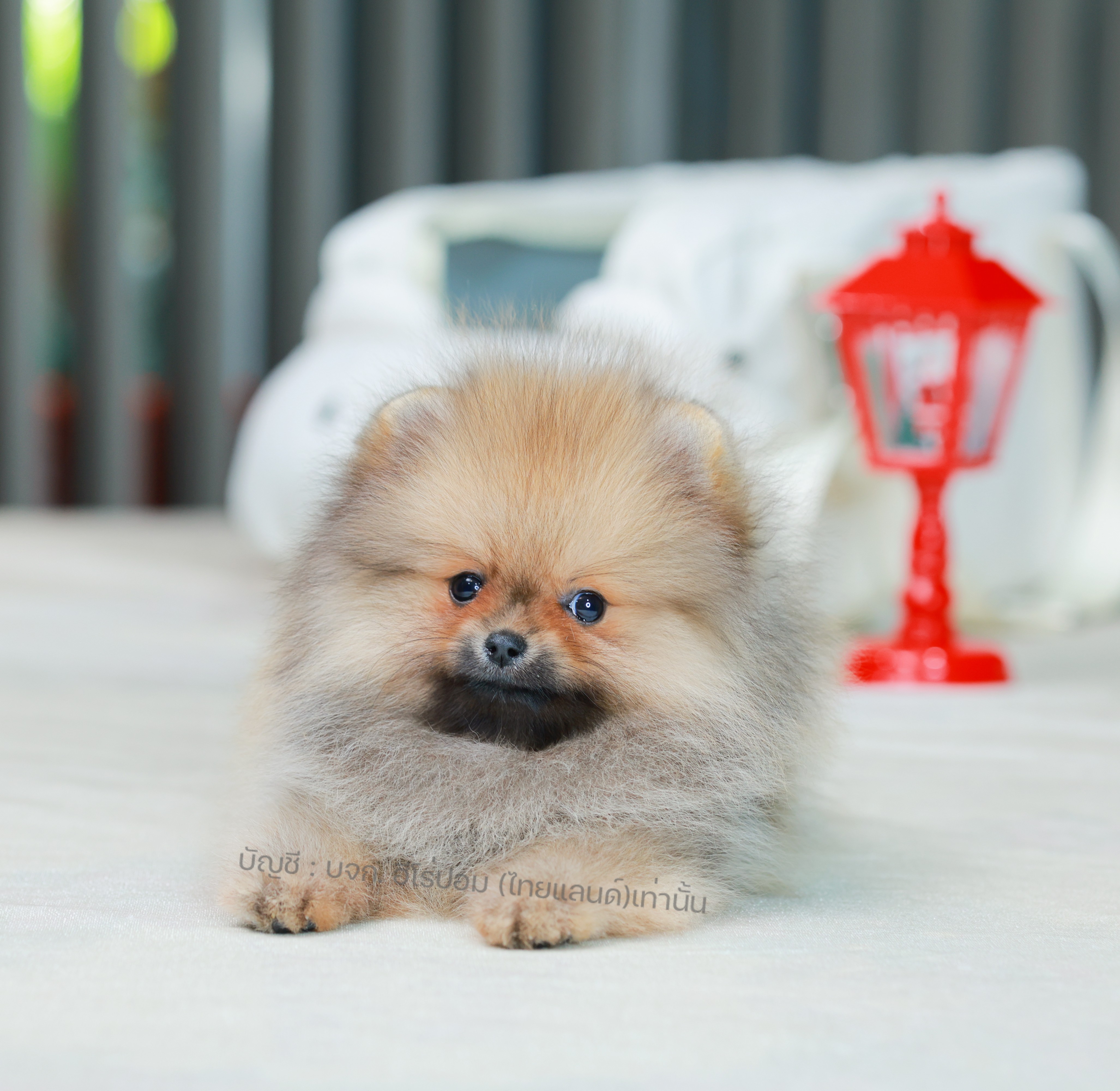 ปอมแท้ ปอมหน้าหมี HRF-10504 เพศหญิง สีส้ม อายุ 2 เดือน ขนแน่น ขาใหญ่ กินเก่ง หน้...