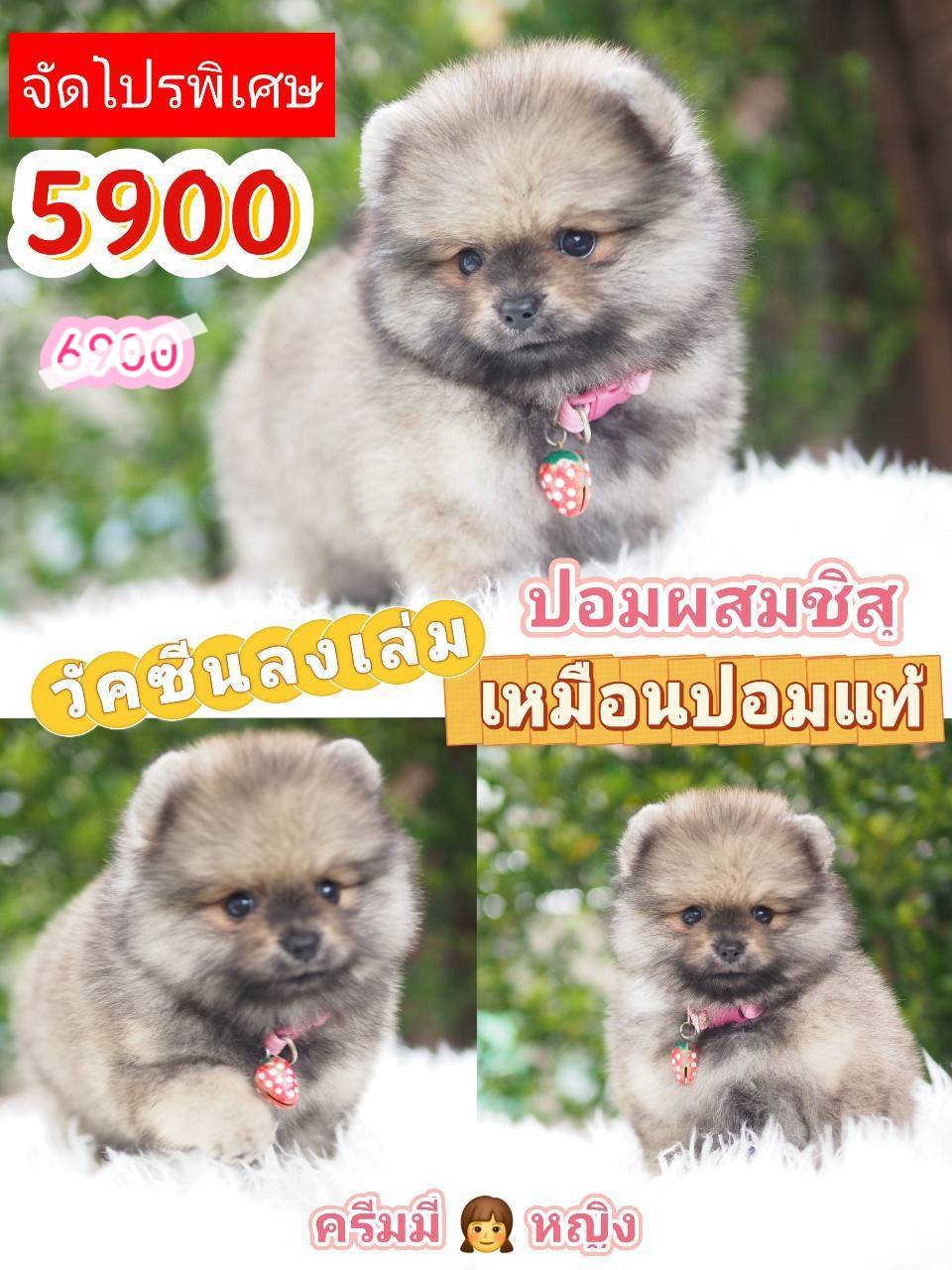 กิ๊ฟซ่า จัดโปร
