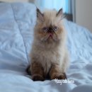 Chocolate Lynx point Himalayan. หิมาลายัน ตาสีฟ้า 