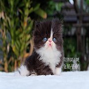 เปิดจอง ลูกแมวเปอร์เซีย เด็กชาย สายพันธุ์แท้ (มีใบรับรองสายพันธุ์/เพ็ดดีกรี) 