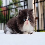ลูกแมวเปอร์เซีย เด็กชาย สายพันธุ์แท้ (มีใบรับรองสายพันธุ์/เพ็ดดีกรี)