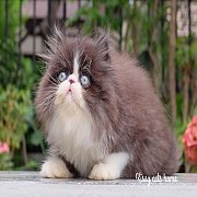 ลูกแมวเปอร์เซีย เด็กชาย สายพันธุ์แท้ (มีใบรับรองสายพันธุ์/เพ็ดดีกรี)