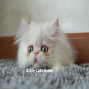 พร้อมย้ายบ้าน ลูกแมว เปอร์เซีย ขาวส้ม เพศหญิง