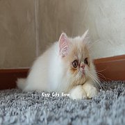  พร้อมย้ายบ้าน ลูกแมว เปอร์เซีย ขาวคามิโอ้วิทไวท์ เพศหญิง