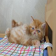 เปิดจอง exotic short hair ( red tabby ) เอ็กซ์โซติก ขนสั้น สีส้ม เด็กชาย