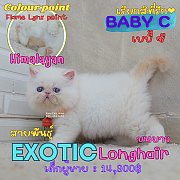เด็กชาย ลูกแมวเอ็กโซติกลองแฮร์ หิมาลายัน Exotic longhair (colour point Flame lyn...