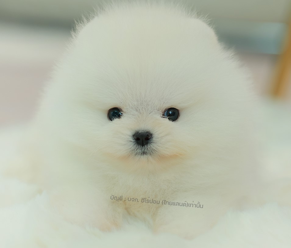 เปิดจอง ปอมหน้าหมี ปอมแท้ ปอมเมอเรเนียน เพศชาย สีขาว