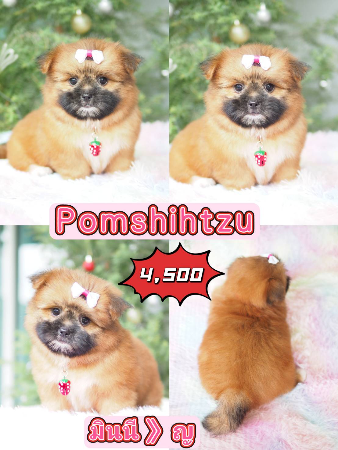 Shihtzupom