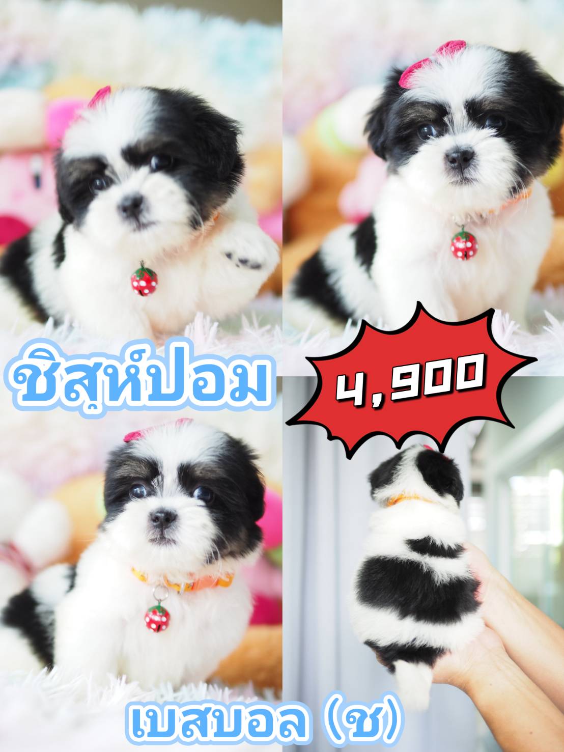 KIBZAA ชิสุปอม น่ารัก