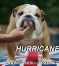 พ่อพันธุ์ bulldog รับผสม Hurricane. พ่อพันธุ์แชมป์เปี้ยน นำเข้าจาก ยุโรป สายอังก...