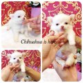 [Chihuahua Is Here] น้อง Piglet ชิวาวาขนยาว สีขาวล้วน (SOLD)