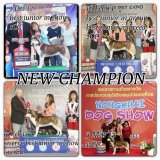 ฟาร์ม SW7C Husky เปิดผสมพ่อพันธ์แชมป์กำลังคึก