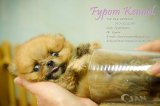 FYPOM KENNEL ขายน้อง T-Cup Marty เพศผู้ สีส้ม-เซเบิ้ล ขนแน่น