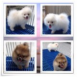 ขาย ปอมเมอเรเนียน (Pomeranian) ผู้ เมีย