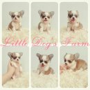 LITTLE DOG'S FARM : น้องได้บ้านใหม่แล้วค่ะ น่าสั้นสวย น่ารักมากๆค่ะ