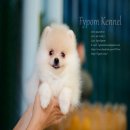 FYPOM KENNEL ขายน้อง Model เพศผู้ สีขาว โครงสร้างดี 