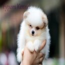 FYPOM KENNEL ขายน้อง Curry Rice เพศผู้ สีปาร์ตี้ ขนแน่น โครงสร้างดี มีใบเพ็ดดิกร...