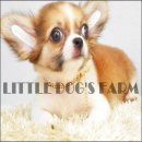 LITTLE DOG'S FARM : น้องได้บ้านใหม่แร้วค่ะ