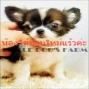 LITTLE DOG'S FARM : น้องได้บ้านใหม่แร้วค่ะ ขนยาวสีแฟนซี ตัวเลกๆ น่าตาน่ารัก