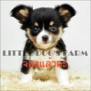 LITTLE DOG'S FARM : จองแล้วค่ะ สาวน้อยชิวาวาสีแบลคแอนด์แทน