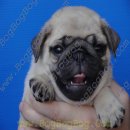 ลูกสุนัขพันธุ์ ปั๊ก PUG เพศผู้ ริงค์ล้นๆ ลูกไทยแชมป์ จาก BogBogBog Kennel