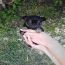 <<<< เปิดจอง ชิวาวา ขนยาว แบล็คแทน >>>>