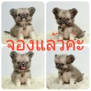 LITTLE DOG'S FARM : จองแล้วค่ะ ชิวาวาขนยาว ไซด์ทีคัพ ตัวเล็ก หน้าตุ๊กตา แบ๊วๆจ้า