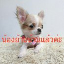 LITTLE DOG'S FARM : ย้ายบ้านแล้วค่ะ สาวน้อยชิวาวา ไซด์ทีคัพ จิ๋วๆ 4เดือน หนัก3ขี...